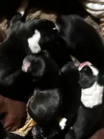 Mantle female #1, a female Great Dane and Great Pyrenees for sale in Gladys, VA – Photo 4 of 6