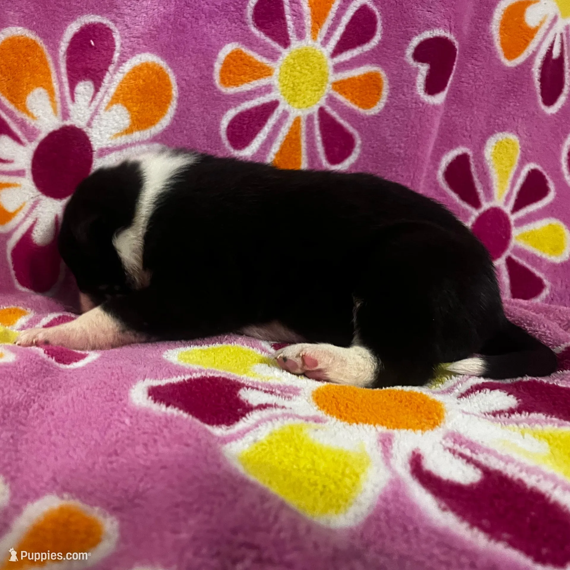 Mantle female #1, a female Great Dane and Great Pyrenees for sale in Gladys, VA – Photo 2 of 6