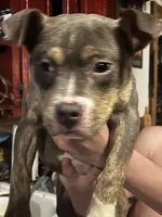 Lucy - Blue Quad, a female American Bulldog for sale in Gladys, VA – Photo 8 of 9