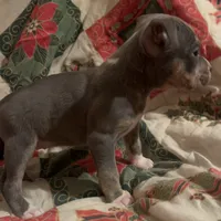 Lucy - Blue Quad, a female American Bulldog for sale in Gladys, VA – Photo 6 of 9