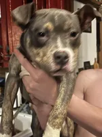 Lucy - Blue Quad, a female American Bulldog for sale in Gladys, VA – Photo 7 of 9