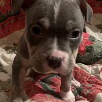 Lucy - Blue Quad, a female American Bulldog for sale in Gladys, VA – Photo 4 of 9