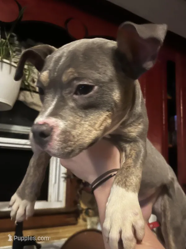 Lucy - Blue Quad – American Bulldog puppy for sale in Gladys, VA