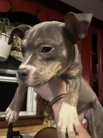 Lucy - Blue Quad, a female American Bulldog for sale in Gladys, VA – Photo 1 of 9