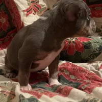 Lucy - Blue Quad, a female American Bulldog for sale in Gladys, VA – Photo 5 of 9