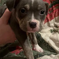 Lucy - Blue Quad, a female American Bulldog for sale in Gladys, VA – Photo 2 of 9