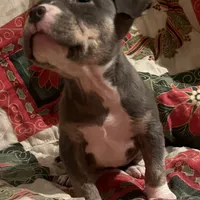 Lucy - Blue Quad, a female American Bulldog for sale in Gladys, VA – Photo 3 of 9