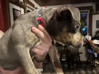 Lucy - Blue Quad, a female American Bulldog for sale in Gladys, VA – Photo 9 of 9