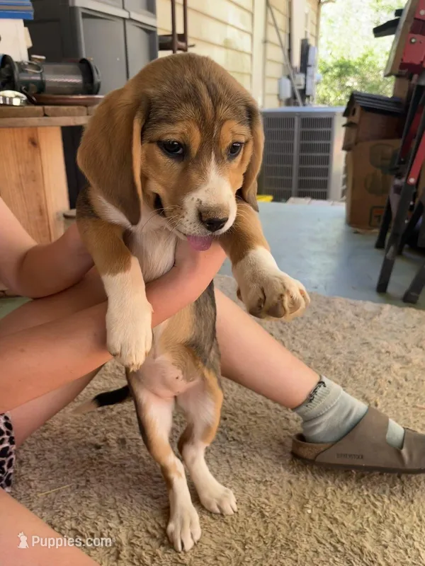 Bella – American Pit Bull Terrier, Beagle puppy on hold in Gladys, VA