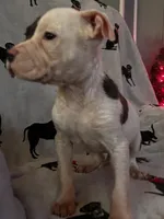 processed/1173cb88-8c33-4564-ac20-4fee682652af/listing/85e99b5b-b5c8-43ee-b56e-7e7e6796fa74/58899b5b-9d3d-484e-8df0-9c0b05be6835