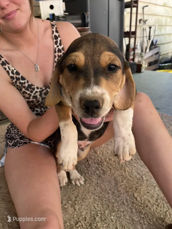 Milo – American Pit Bull Terrier, Beagle puppy for sale in Gladys, VA