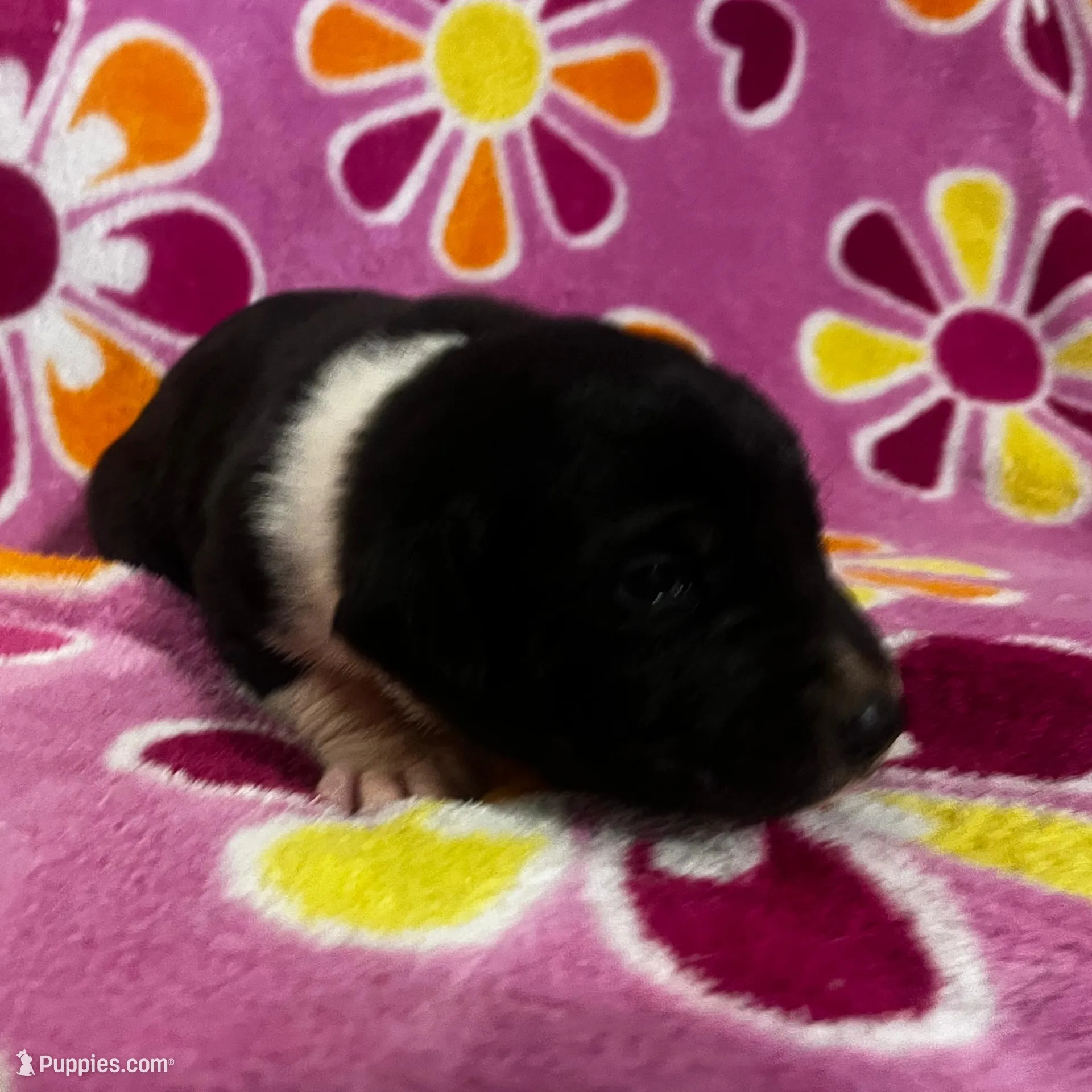 Mantle female #2, a female Great Dane and Great Pyrenees for sale in Gladys, VA – Photo 2 of 6