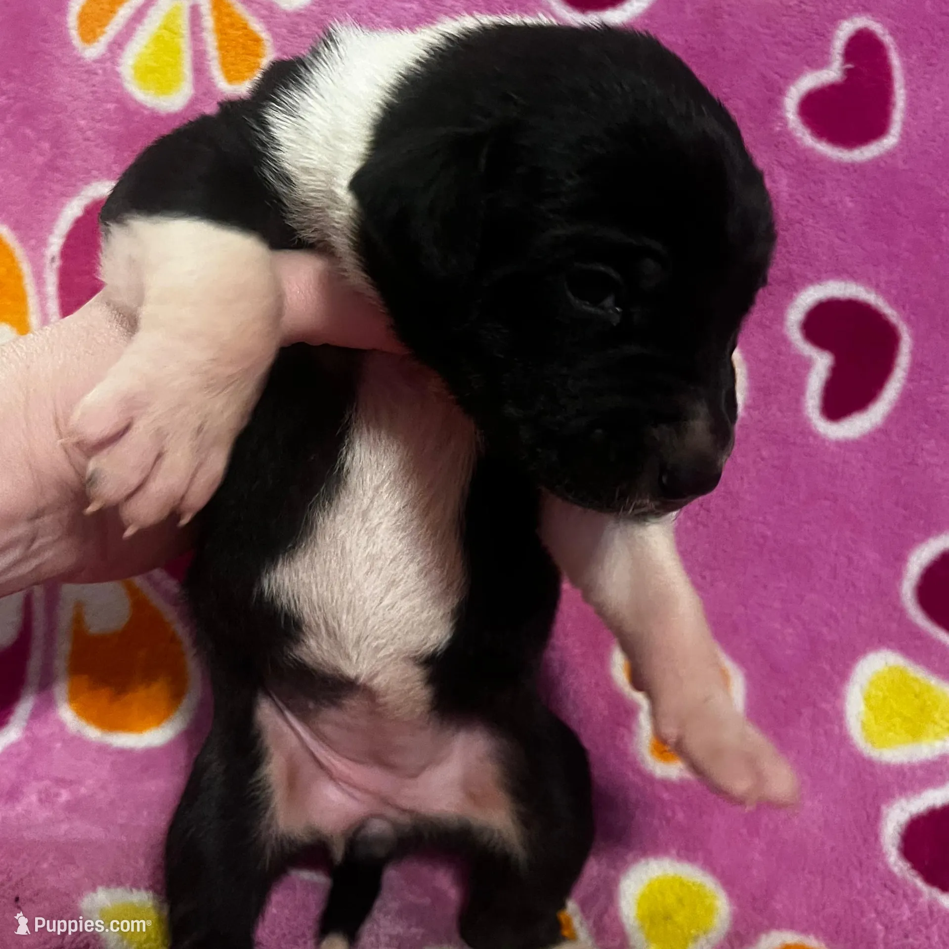 Mantle female #2, a female Great Dane and Great Pyrenees for sale in Gladys, VA – Photo 3 of 6