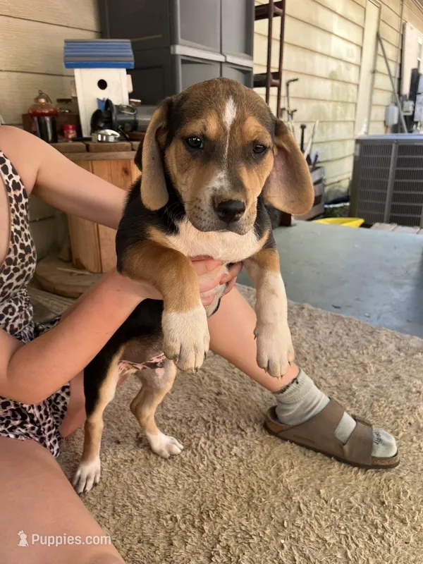 Walker – American Pit Bull Terrier, Beagle puppy for sale in Gladys, VA