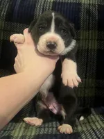 Mantle male #1, a male Great Dane and Great Pyrenees for sale in Gladys, VA – Photo 2 of 7