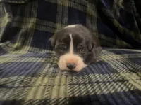 Mantle male #1, a male Great Dane and Great Pyrenees for sale in Gladys, VA – Photo 3 of 7