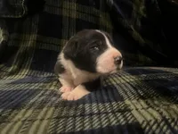 Mantle male #1, a male Great Dane and Great Pyrenees for sale in Gladys, VA – Photo 1 of 7