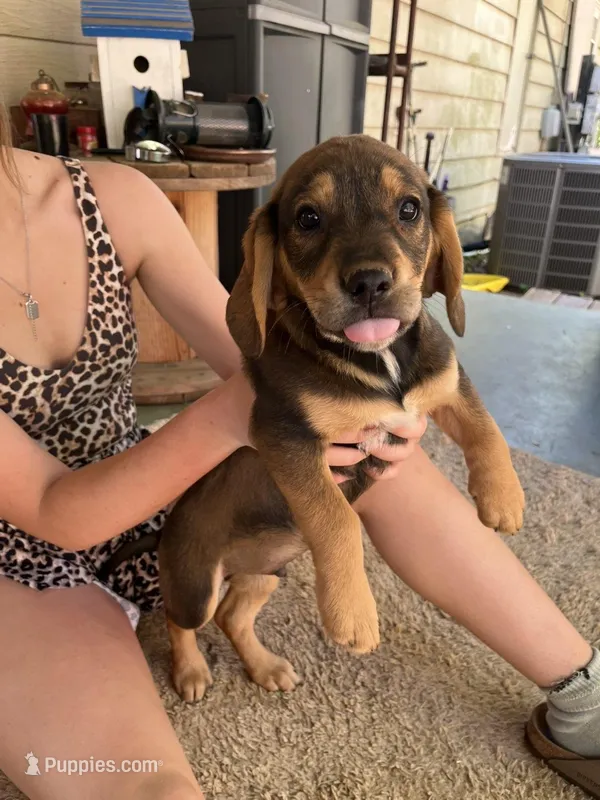 Spencer – American Pit Bull Terrier, Beagle puppy for sale in Gladys, VA