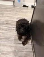 Molly - FREE!! Black/Brwn Female, a female Cavapoo for sale in Gladys, VA – Photo 1 of 2