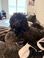 Molly - FREE!! Black/Brwn Female, a female Cavapoo for sale in Gladys, VA – Photo 2 of 2