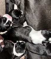 Mantle female #4, a female Great Dane and Great Pyrenees for sale in Gladys, VA – Photo 3 of 3