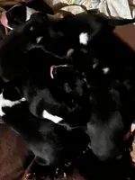 Mantle female #4, a female Great Dane and Great Pyrenees for sale in Gladys, VA – Photo 2 of 3