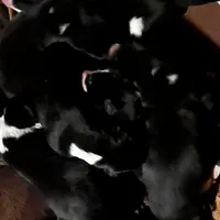 Matilda - Mantle female, a female Great Dane and Great Pyrenees for sale in Gladys, VA – Photo 3 of 4