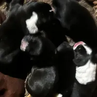 Matilda - Mantle female, a female Great Dane and Great Pyrenees for sale in Gladys, VA – Photo 2 of 4