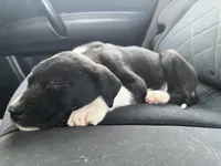 Matilda - Mantle female, a female Great Dane and Great Pyrenees for sale in Gladys, VA – Photo 3 of 6