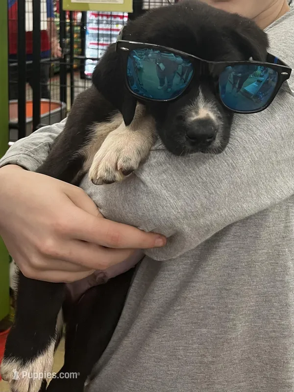 Matilda - Mantle female – Great Dane, Great Pyrenees puppy for sale in Gladys, VA