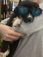 Matilda - Mantle female, a female Great Dane and Great Pyrenees for sale in Gladys, VA – Photo 1 of 6