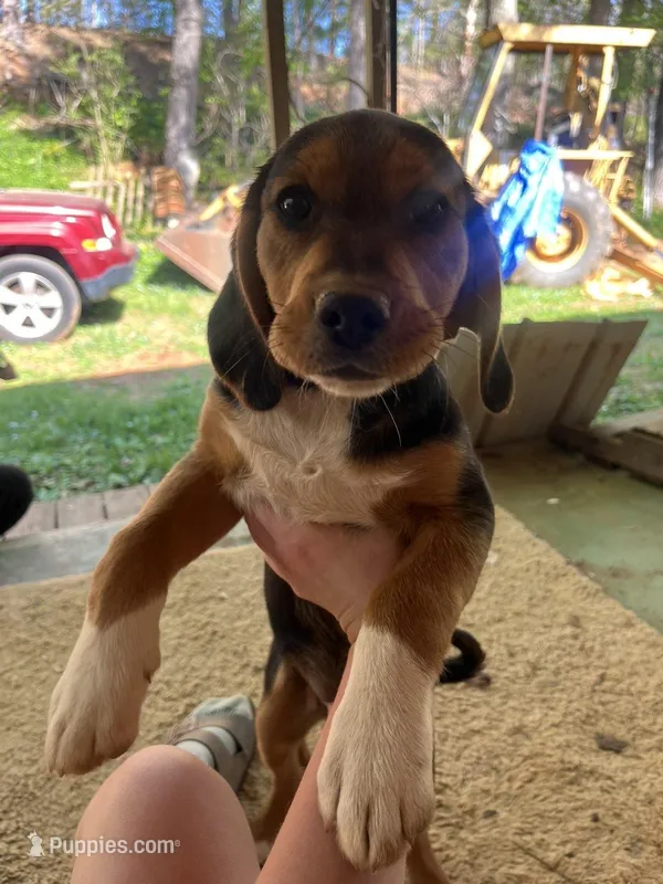 Arlo – American Pit Bull Terrier, Beagle puppy for sale in Gladys, VA