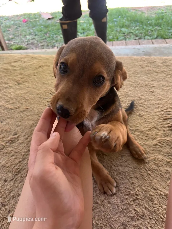 Theo – American Pit Bull Terrier, Beagle puppy for sale in Gladys, VA