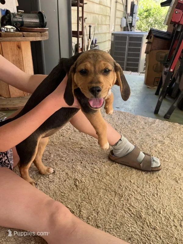 Luna – American Pit Bull Terrier, Beagle puppy for sale in Gladys, VA