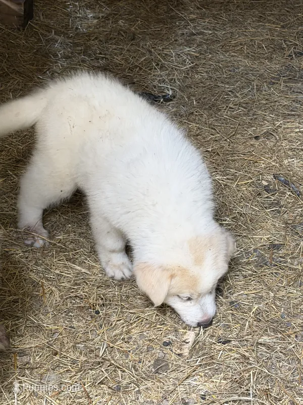 1  – Great Pyrenees puppy for sale in Ponce De Leon, FL