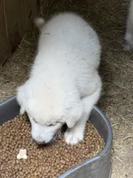 1 , a male Great Pyrenees for sale in Ponce De Leon, FL – 2 of 2