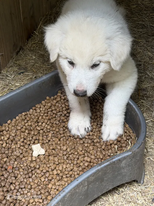 2  – Great Pyrenees puppy for sale in Ponce De Leon, FL