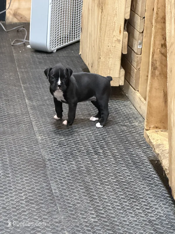 1  – Boxer puppy for sale in Ponce De Leon, FL