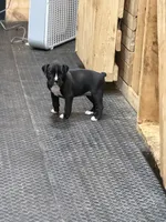 1 , a male Boxer for sale in Ponce De Leon, FL – 1 of 1