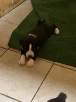 3 , a male Boxer for sale in Ponce De Leon, FL – 2 of 2