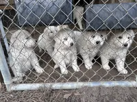 processed/1175ea02-f3b4-42a4-8371-ce60d7b84b00/listing/521414a3-cbdc-48df-8d5c-b39f7daaebd7/6df075b4-7b5e-4bf1-8552-fd23f1cb2958