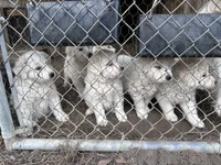 processed/1175ea02-f3b4-42a4-8371-ce60d7b84b00/listing/521414a3-cbdc-48df-8d5c-b39f7daaebd7/930600b4-9cc7-4129-88f9-e3a10f7b8339