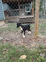 3 , a female Boxer for sale in Ponce De Leon, FL – 4 of 5