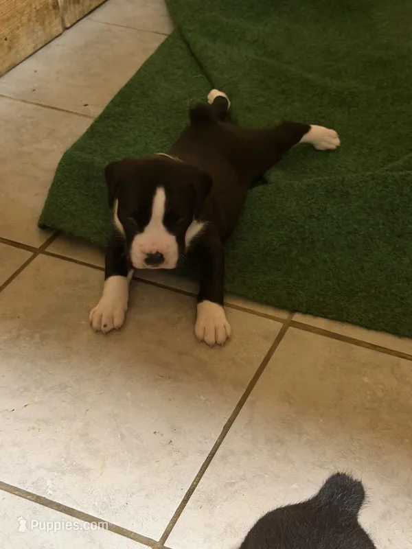 3  – Boxer puppy for sale in Ponce De Leon, FL