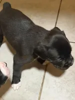 2 , a female Boxer for sale in Ponce De Leon, FL – 2 of 2