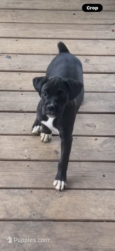 1  – Boxer puppy for sale in Ponce De Leon, FL