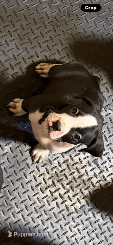 2  – Boxer puppy for sale in Ponce De Leon, FL