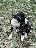 3 , a female Boxer for sale in Ponce De Leon, FL – 5 of 5