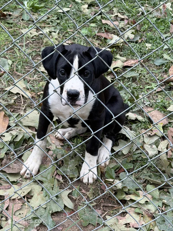 3  – Boxer puppy for sale in Ponce De Leon, FL