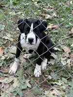 3 , a female Boxer for sale in Ponce De Leon, FL – 1 of 5